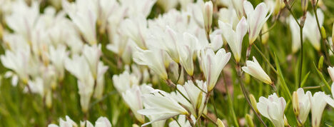 White Freesia