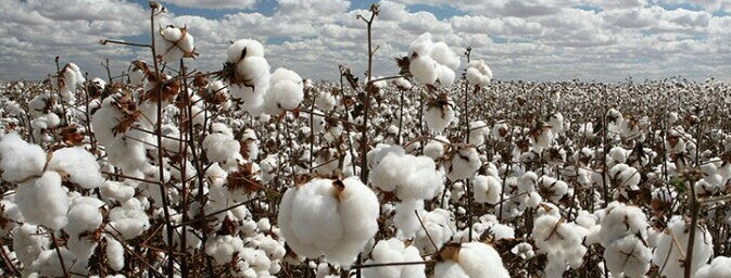 Ivory Coast Cotton