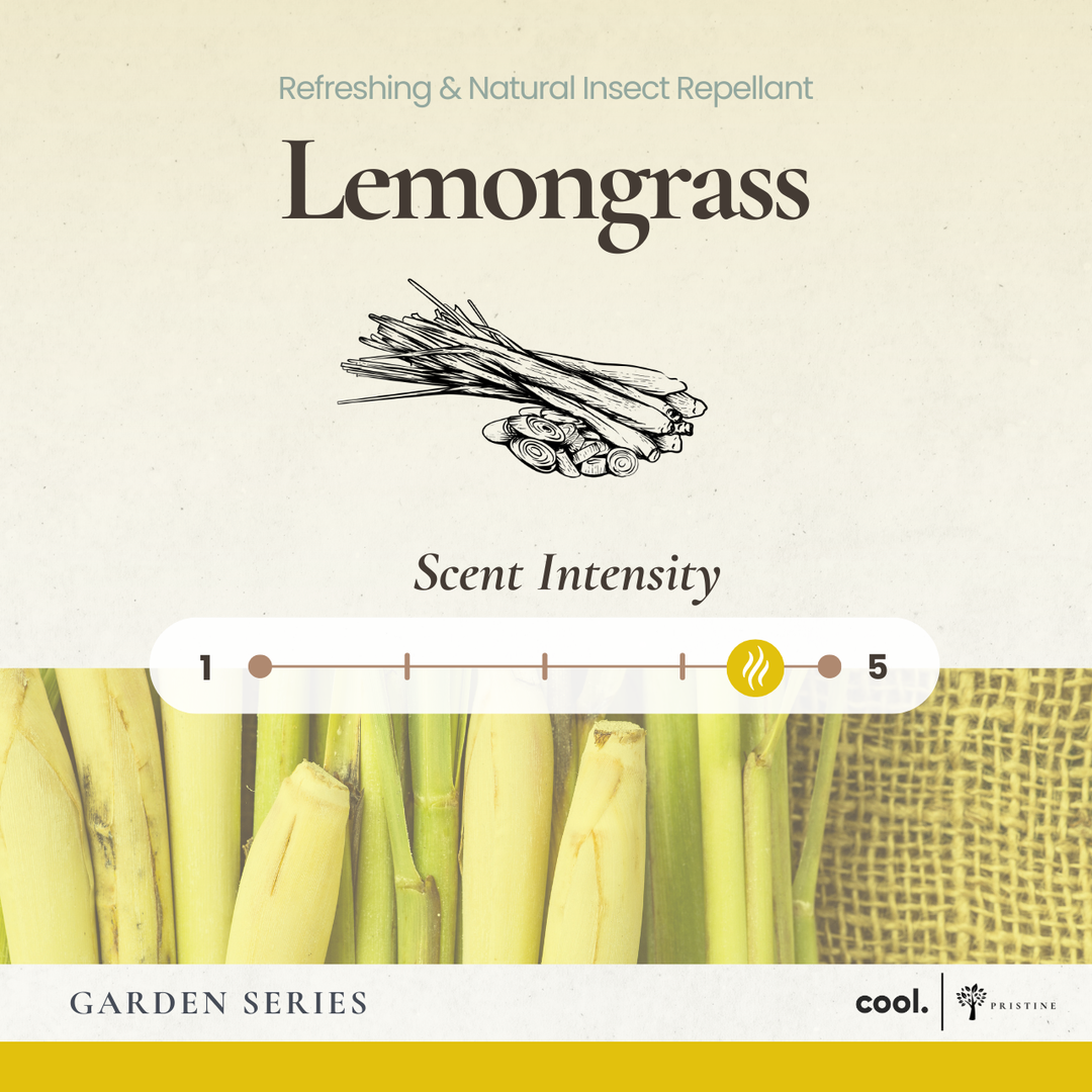 Lemongrass Reed Diffuser