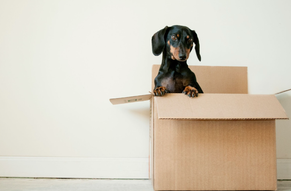 New Home, New Vibe: Your Moving-In Scent Checklist (Pristine Edition)