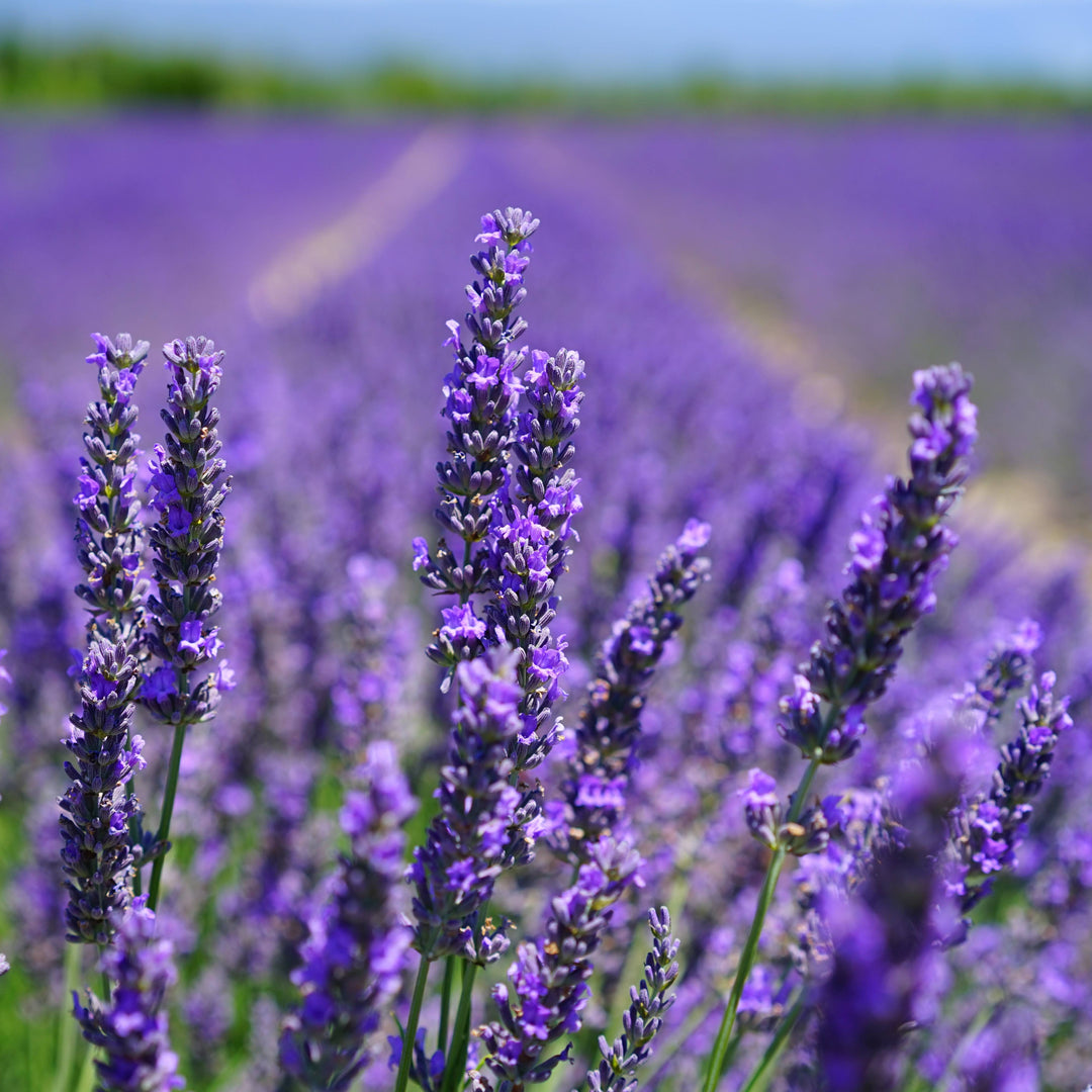 Lavender Essential Oil Diffuser Benefits